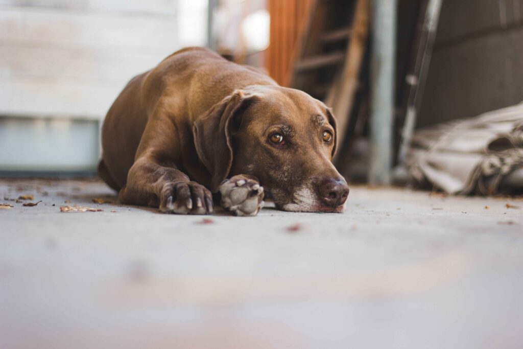 signs my dog is in pain but not limping