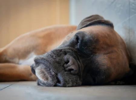 Senior boxer with a grey muzzle lying on the floor, resting before getting up