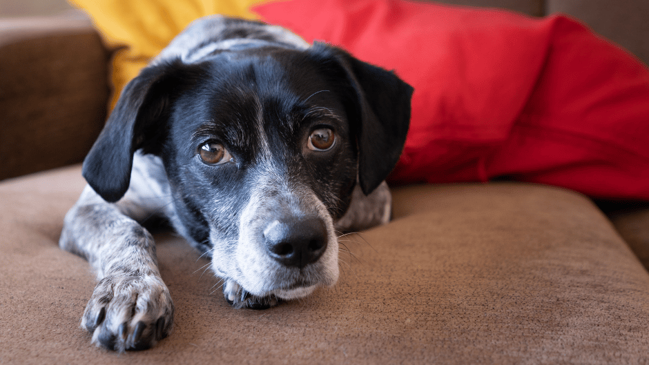 dog lying awake at night unable 
to settle on couch indoors