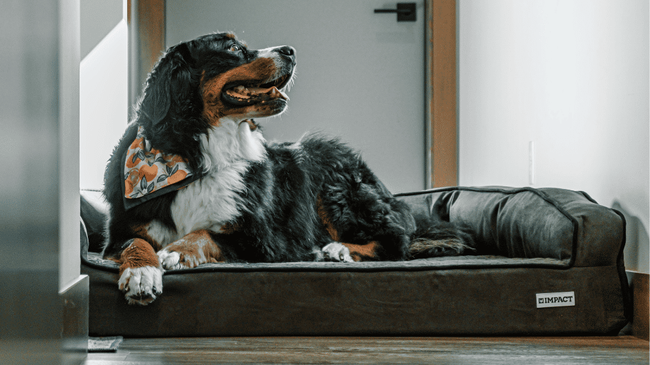 cozy orthopedic dog bed in warm 
corner of home
