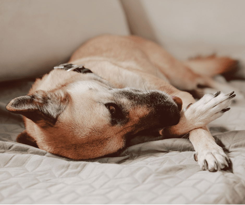 dog keeps licking paws at night