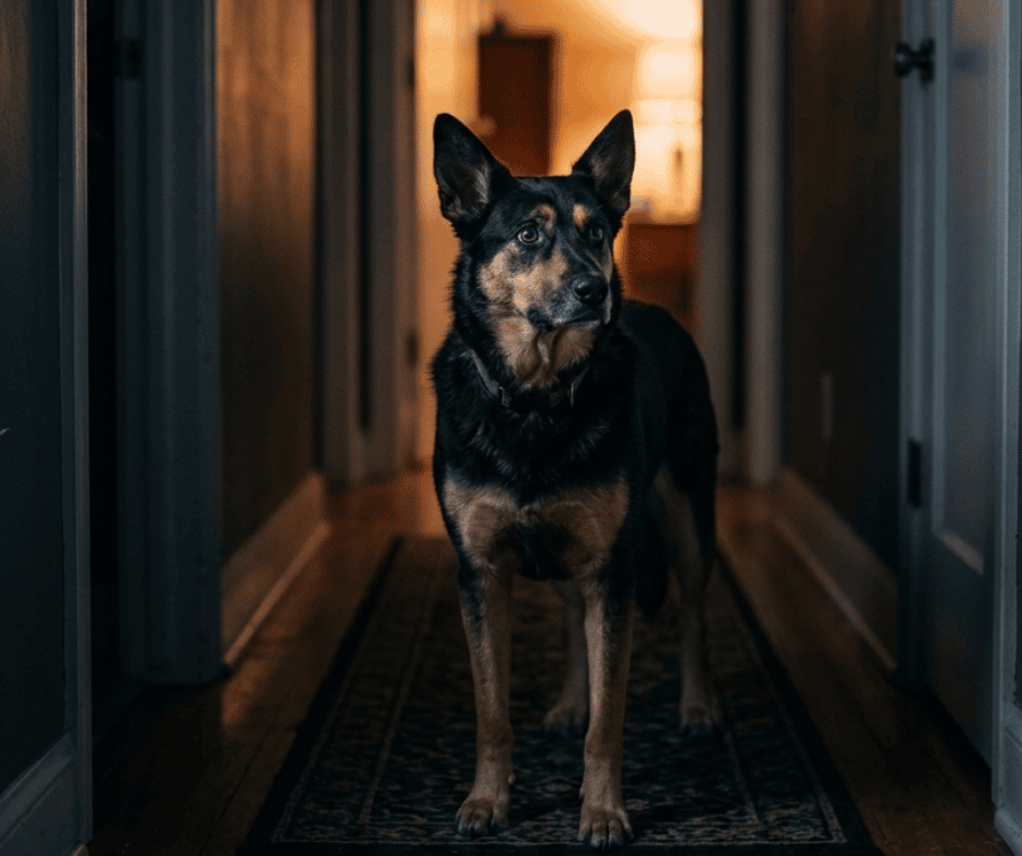 why does my dog pace at night suddenly