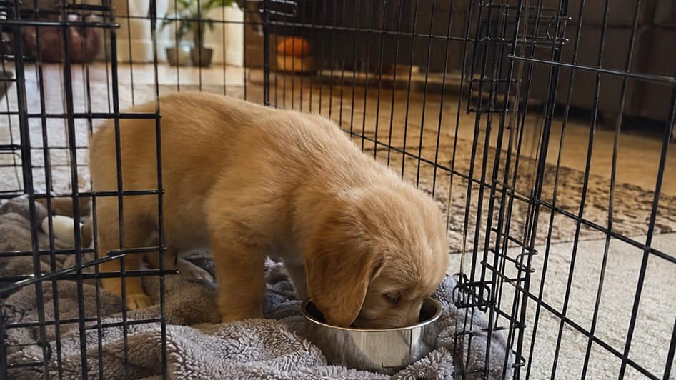 8 week puppy schedule: puppy eating a meal inside an open crate as part of the daily loop