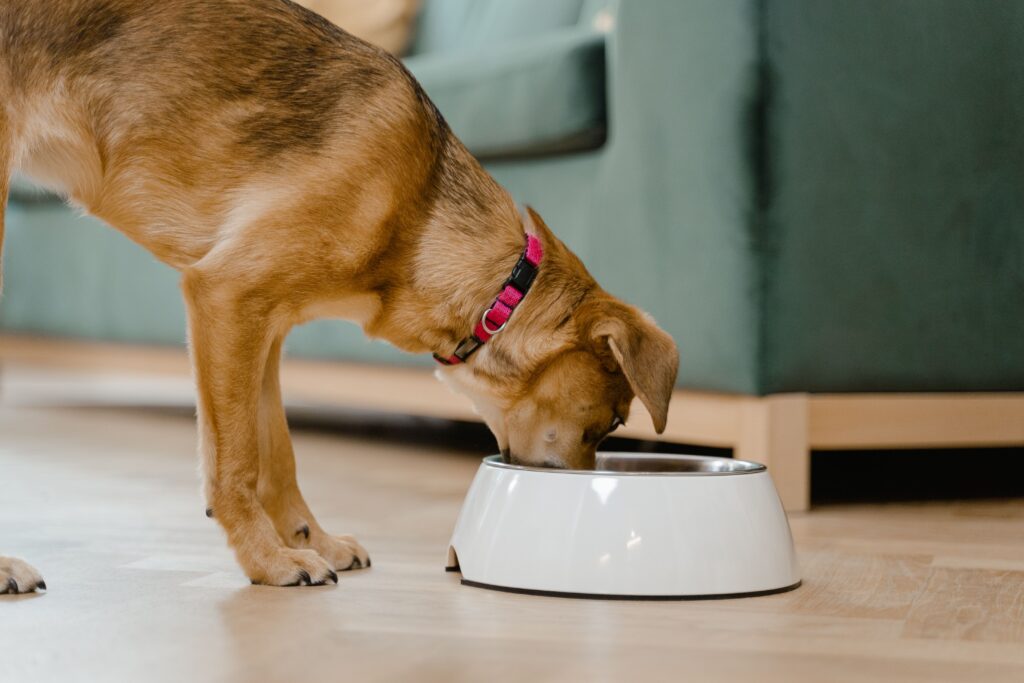 how to improve dog gut health