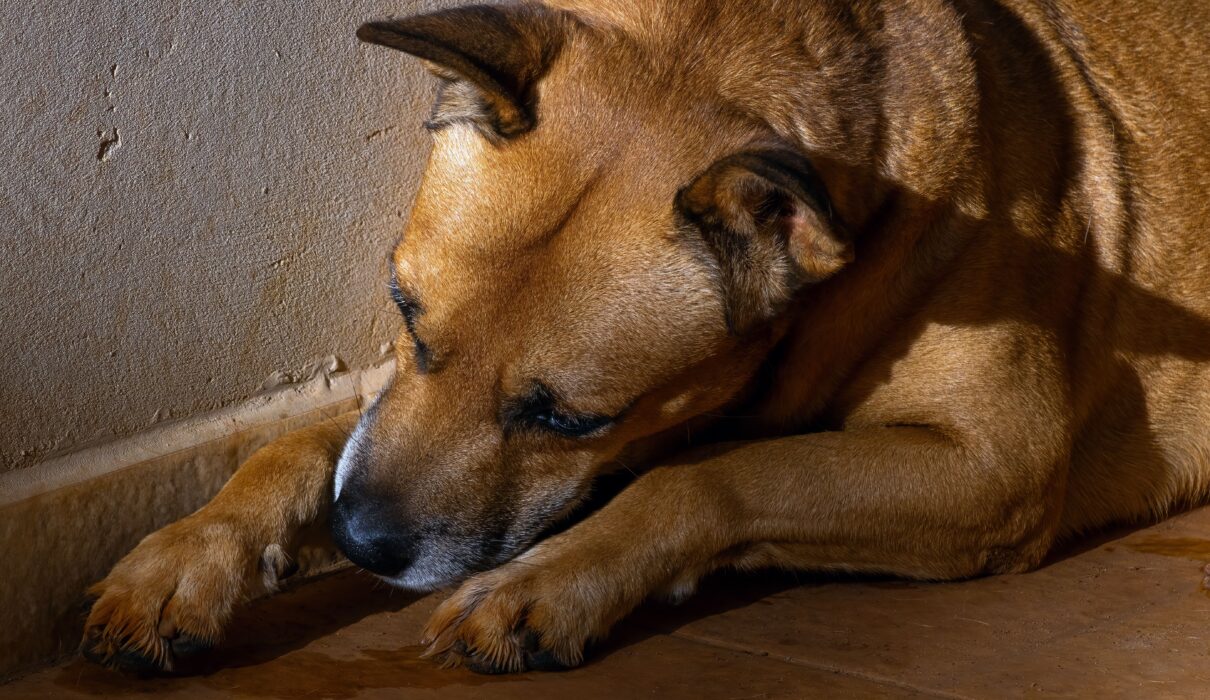 dog paw licking dull coat ear infections gut health paw licking behavior