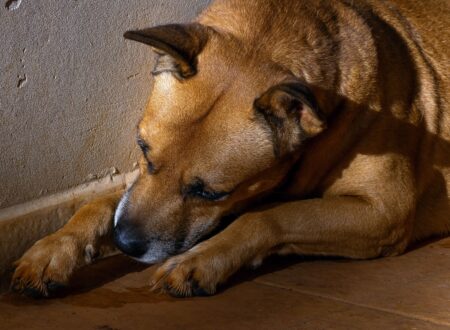dog paw licking dull coat ear infections gut health paw licking behavior
