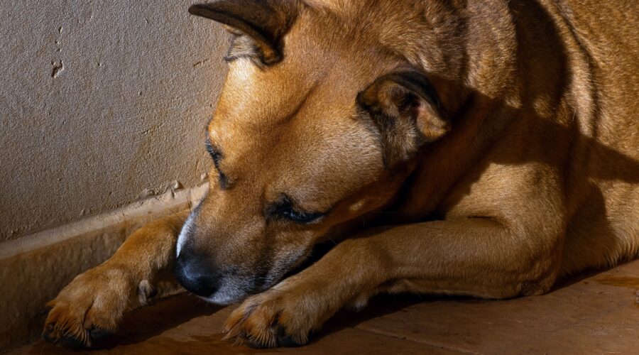 dog paw licking dull coat ear infections gut health paw licking behavior