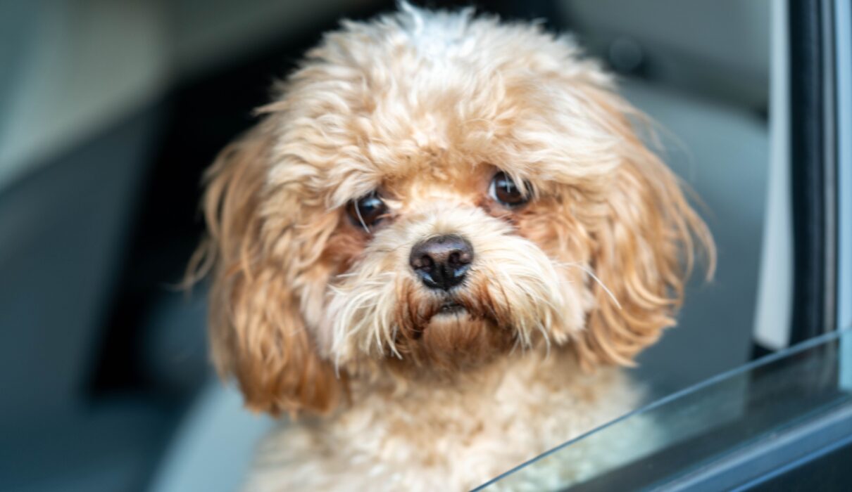 why does my dog panic at the vet anxious dog in car
