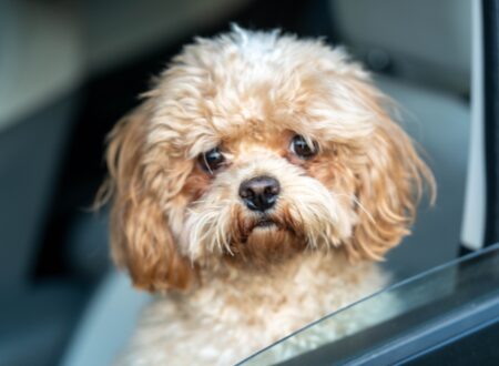why does my dog panic at the vet anxious dog in car