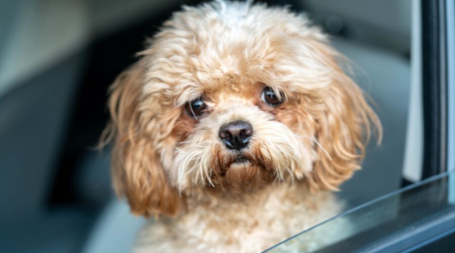 why does my dog panic at the vet anxious dog in car