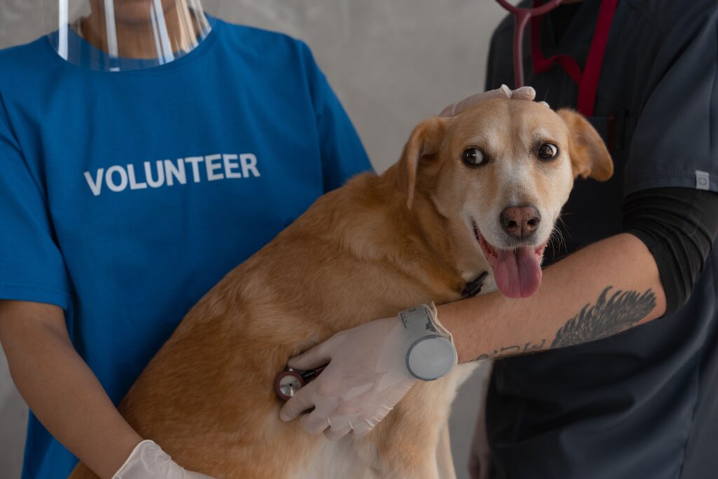 dog panic at vet calm dog examination positive experience