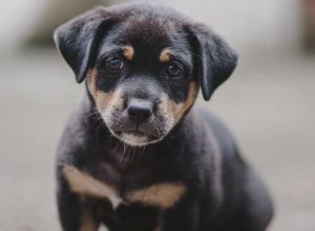8 week puppy schedule: an 8 week old puppy sitting at home, new to the routine