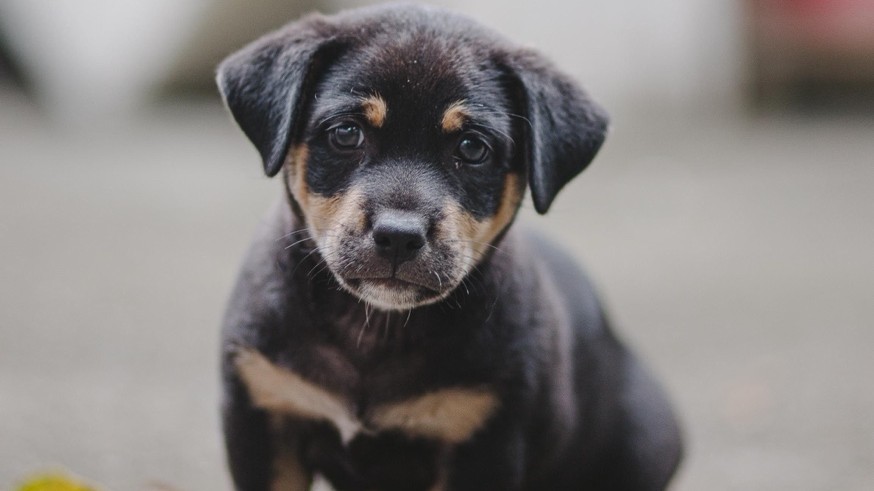 8 week puppy schedule: an 8 week old puppy sitting at home, new to the routine