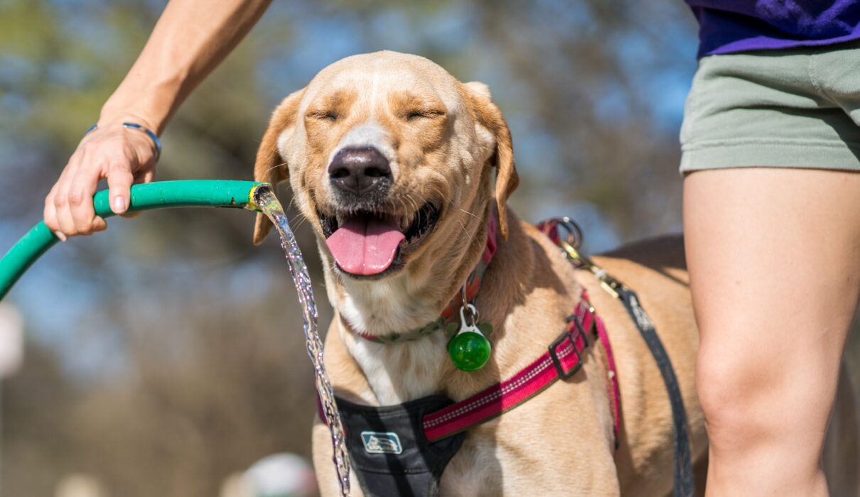 dog heatstroke warning signs cooling with water
