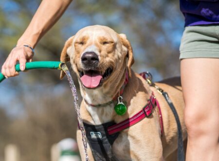 dog heatstroke warning signs cooling with water
