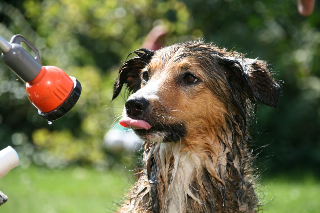 dog heatstroke warning signs first aid hose cooling