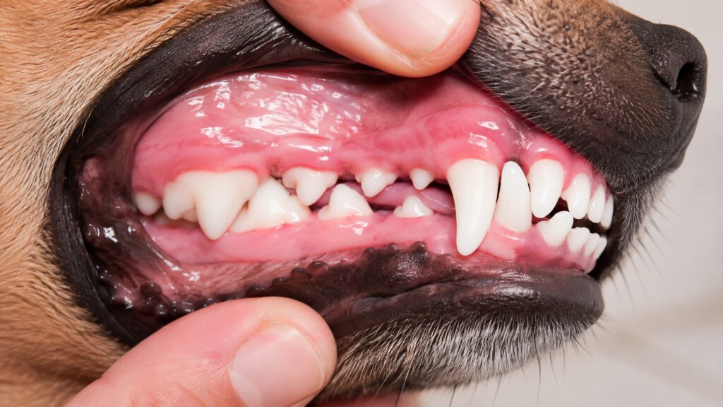 healthy dog gum color pink what to check for heatstroke warning signs