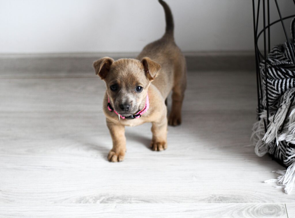 new puppy checklist puppy with collar ready for training