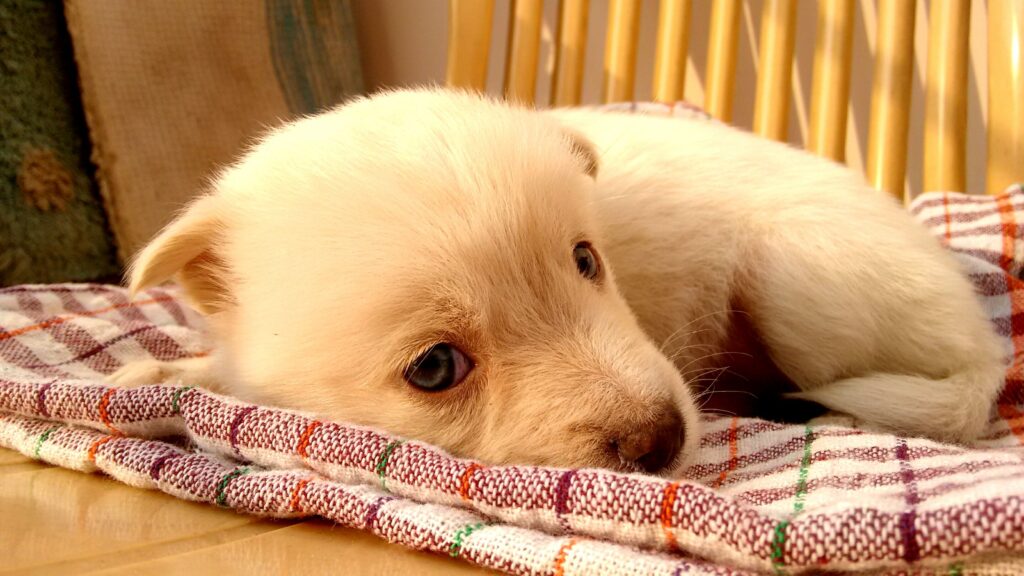 new puppy checklist puppy resting at home on first day