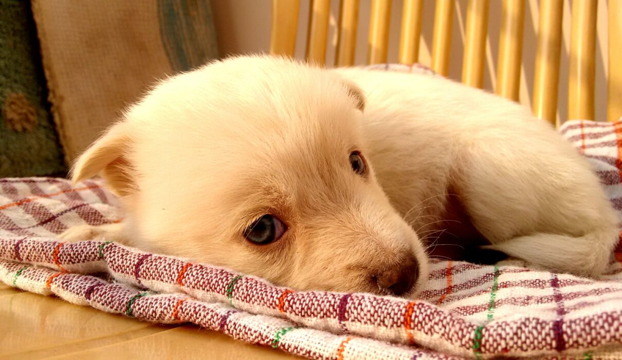 new puppy checklist puppy resting at home on first day