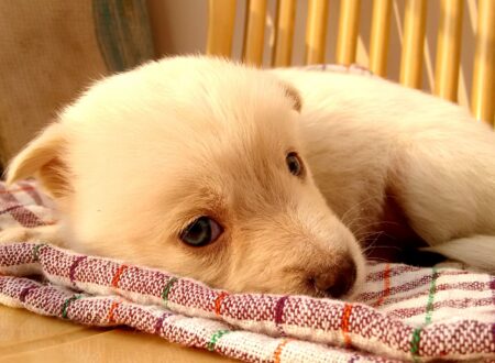 new puppy checklist puppy resting at home on first day