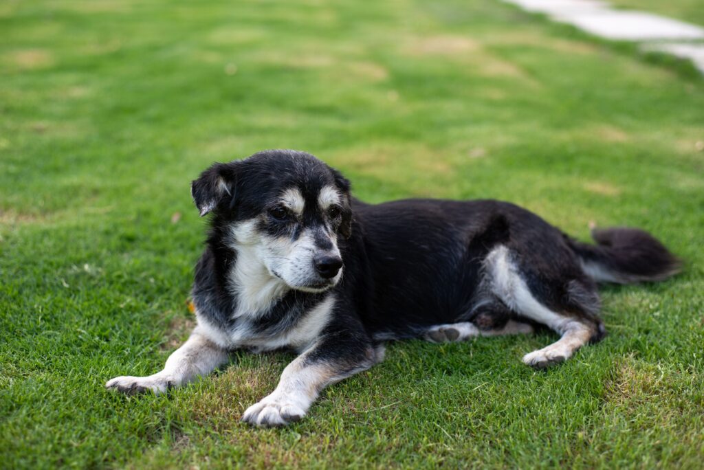 Cognitive Dysfunction in Dogs