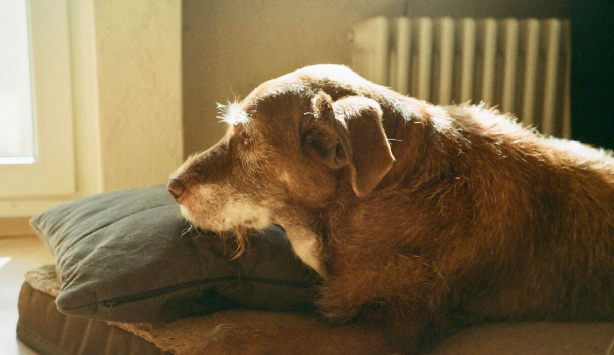 why does my senior dog stand and stare at the wall resting older dog