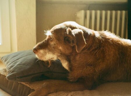 why does my senior dog stand and stare at the wall resting older dog