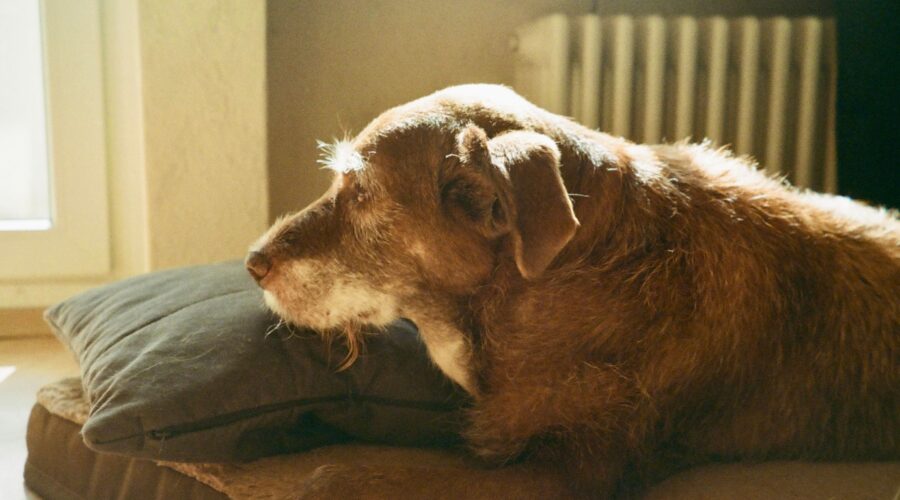 why does my senior dog stand and stare at the wall resting older dog