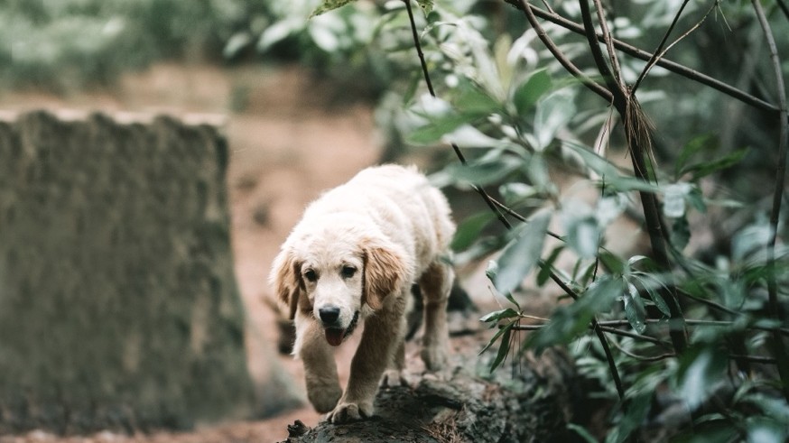 Puppy exploring outdoors on a log during the critical socialization window