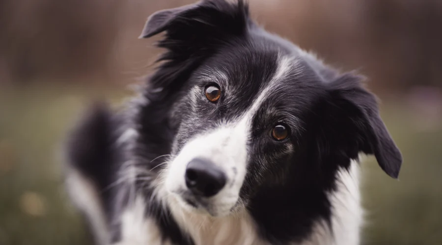 dog stroke symptoms head tilt border collie confused