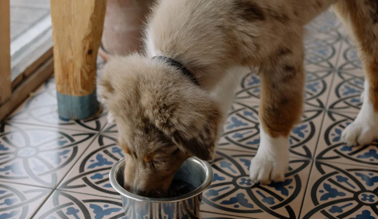 Australian Shepherd puppy eating from a metal bowl on a tiled floor