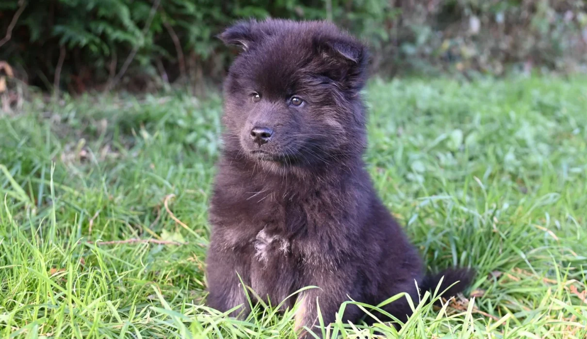 Fluffy black puppy sitting on green grass outside