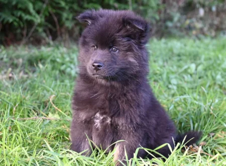 Fluffy black puppy sitting on green grass outside