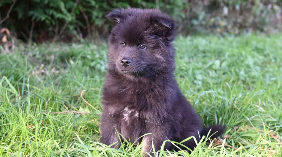 Fluffy black puppy sitting on green grass outside