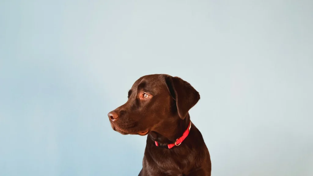 Young chocolate Labrador Retriever with a red collar against a pale blue wall
