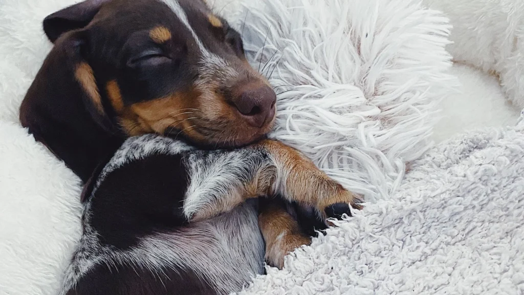 Dachshund puppy sleeping curled against a fluffy blanket in its bed