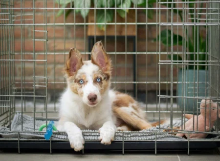 Dog crate size chart guide: puppy lying in a wire dog crate with room to stretch out