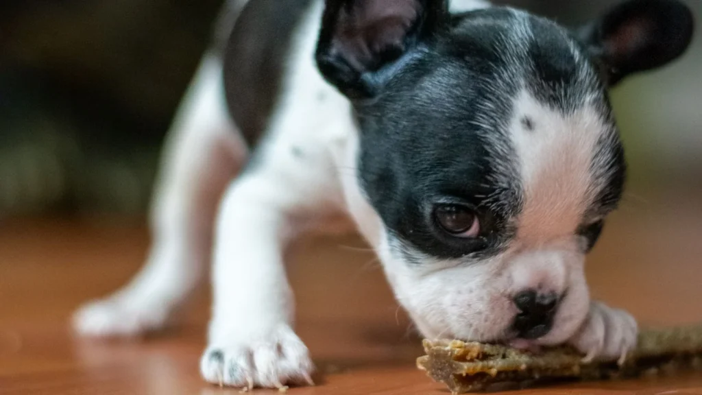 French Bulldog puppy chewing a stick on a wooden floor