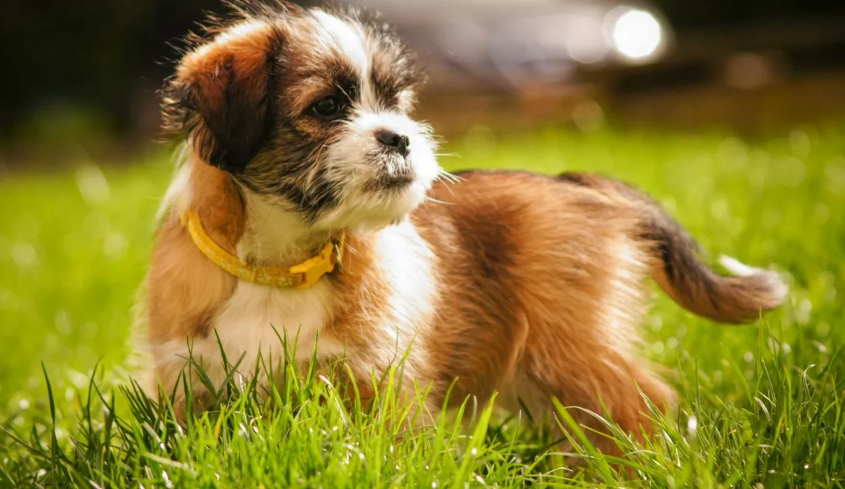 How long can a puppy hold its pee: brown and white puppy with a yellow collar on the grass