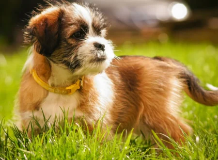 How long can a puppy hold its pee: brown and white puppy with a yellow collar on the grass