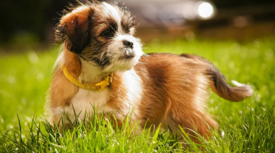 How long can a puppy hold its pee: brown and white puppy with a yellow collar on the grass
