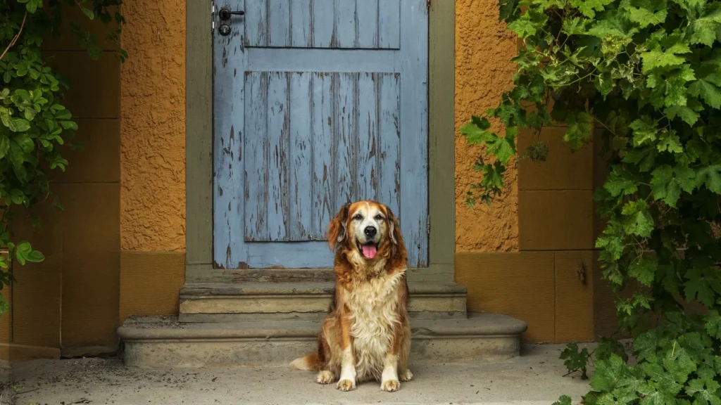 How long can dogs hold their pee: Golden Retriever sitting in front of a blue door