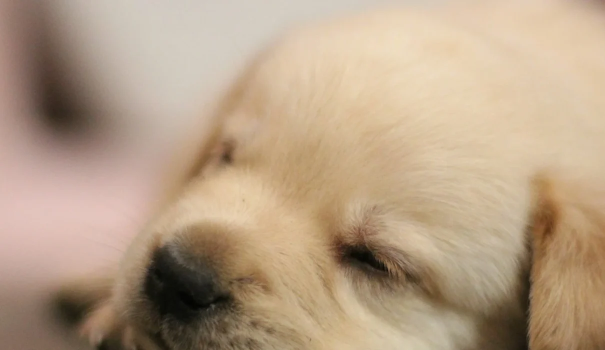 How much do puppies sleep: Golden Retriever puppy fast asleep on the floor