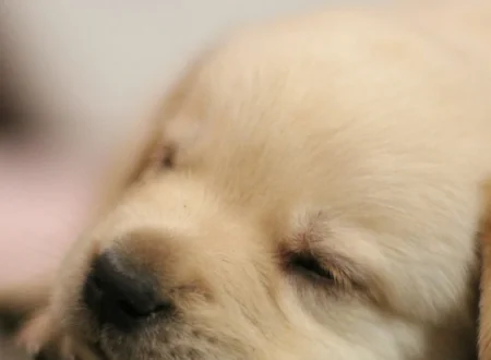 How much do puppies sleep: Golden Retriever puppy fast asleep on the floor