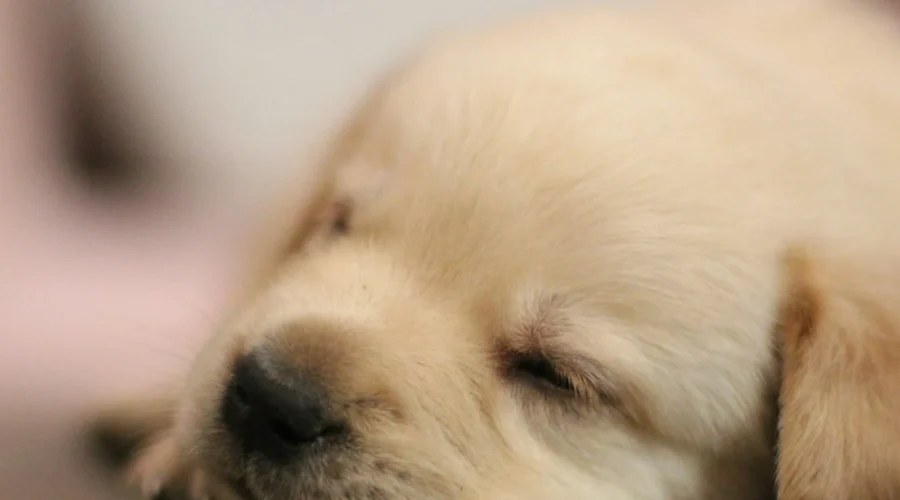 How much do puppies sleep: Golden Retriever puppy fast asleep on the floor