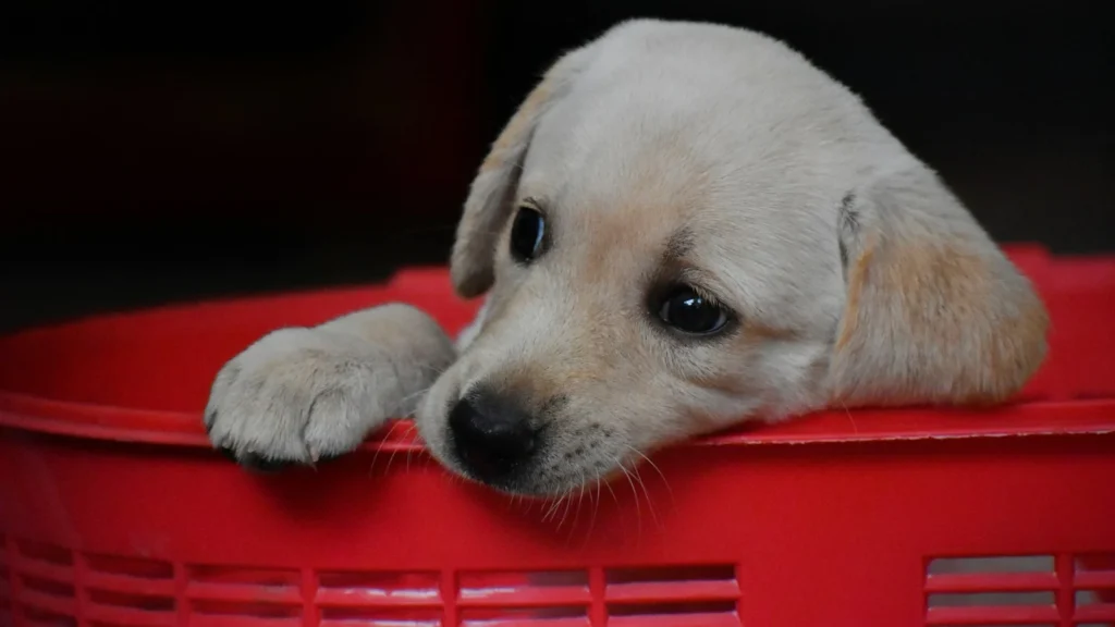 Yellow Labrador Retriever puppy resting its head on a red plastic crate, a breed that usually needs a 42 inch crate
