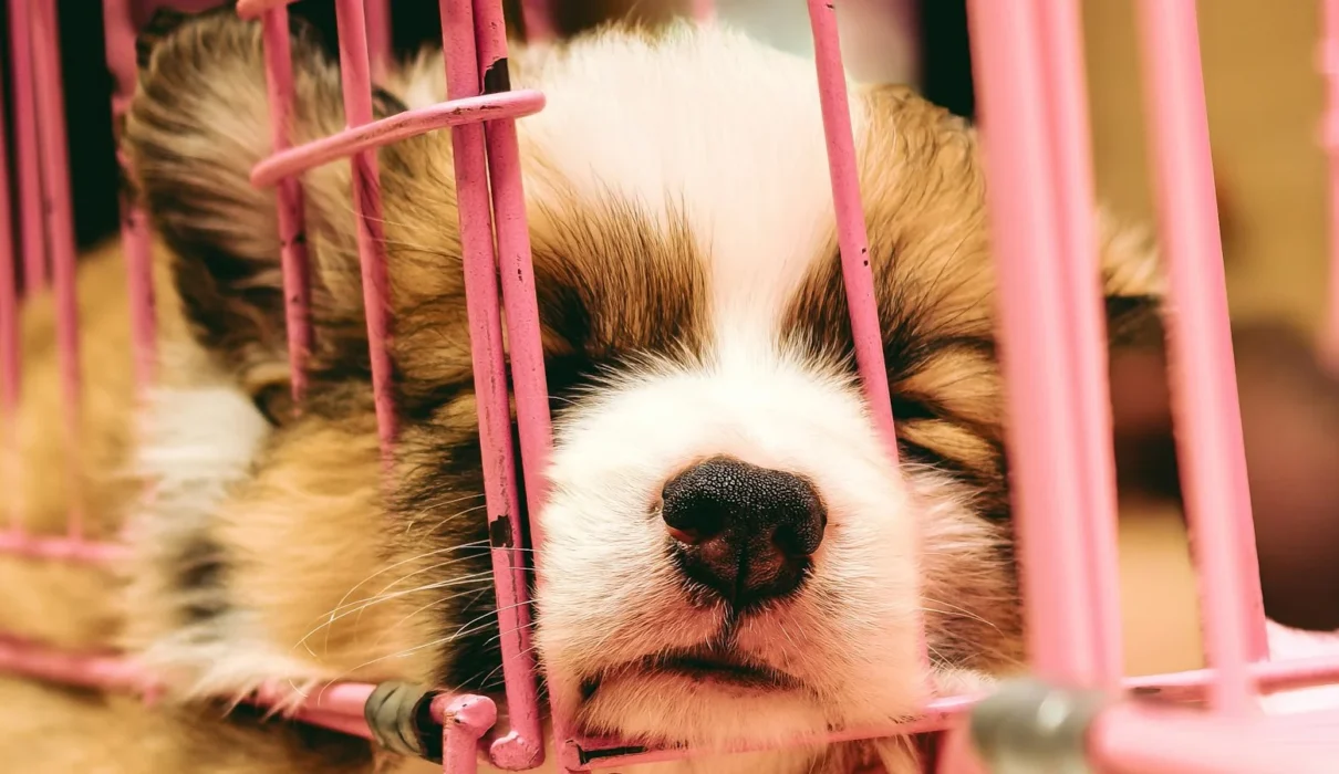Fluffy puppy resting its chin on the bars of a pink wire crate