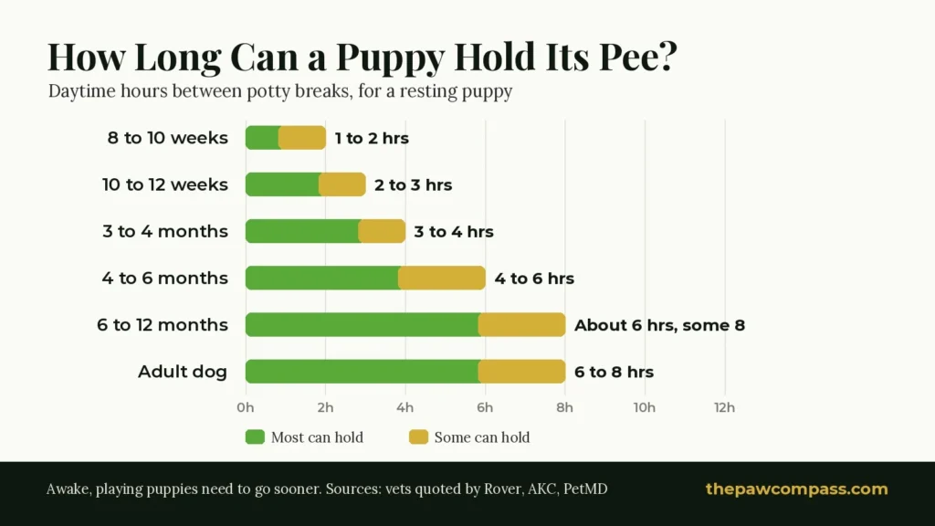 Chart of how long a puppy can hold its pee by age: 1 to 2 hours at 8 to 10 weeks, 3 to 4 hours at 3 to 4 months, about 6 hours by 6 months