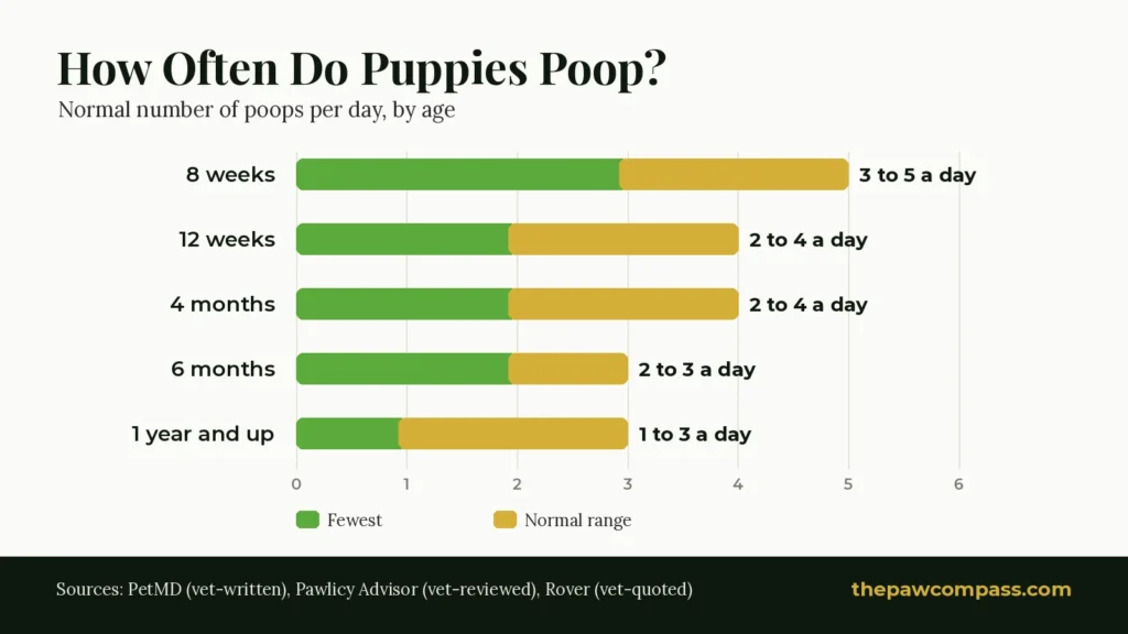 Chart of how often puppies poop by age: 3 to 5 times a day at 8 weeks, 2 to 4 at 12 weeks and 4 months, 2 to 3 at 6 months, 1 to 3 as adults